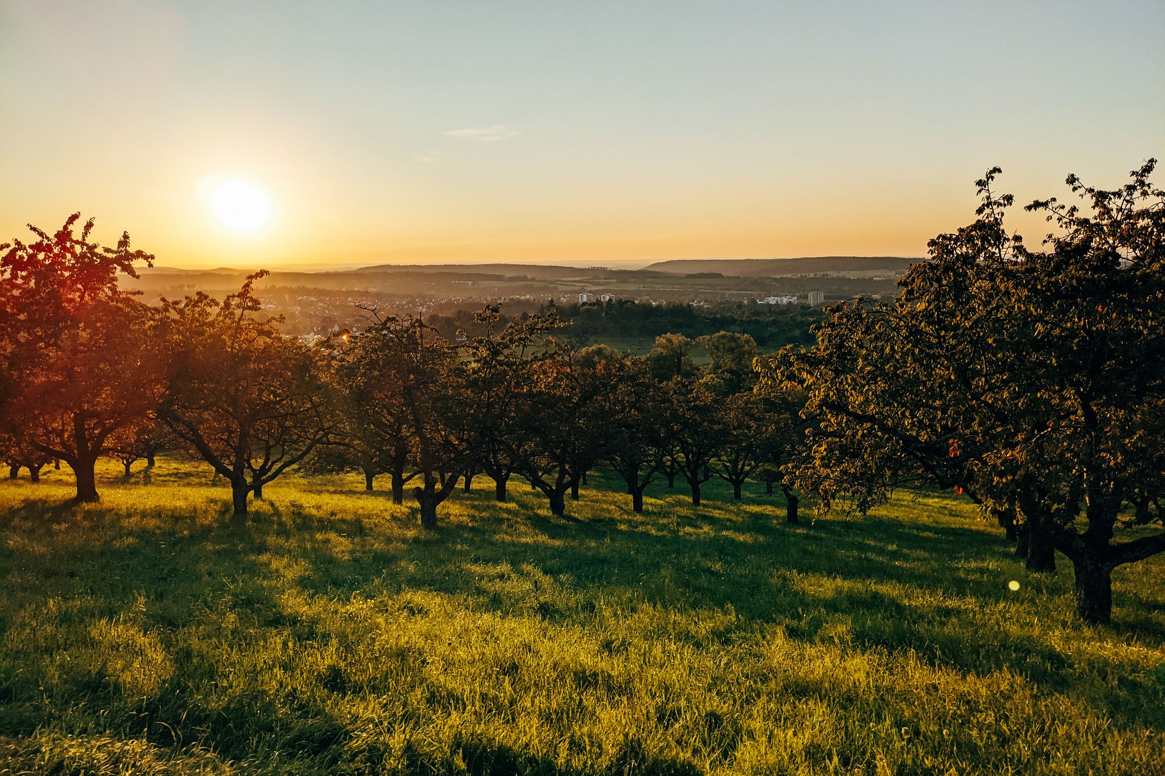 An established fruit-tree orchard at golden hour