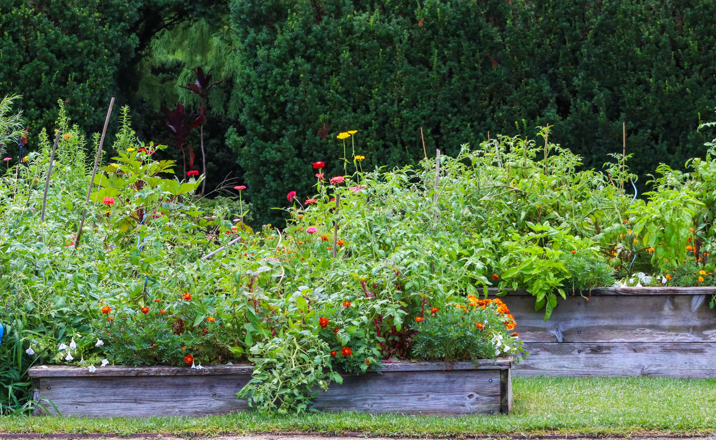 Vegetables, flowers, and herbs growing together in an abundant summer garden
