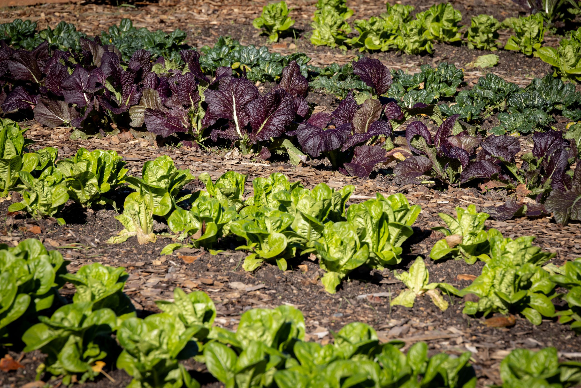 Rows of healthy lettuces and leafy greens growing in cultivated soil