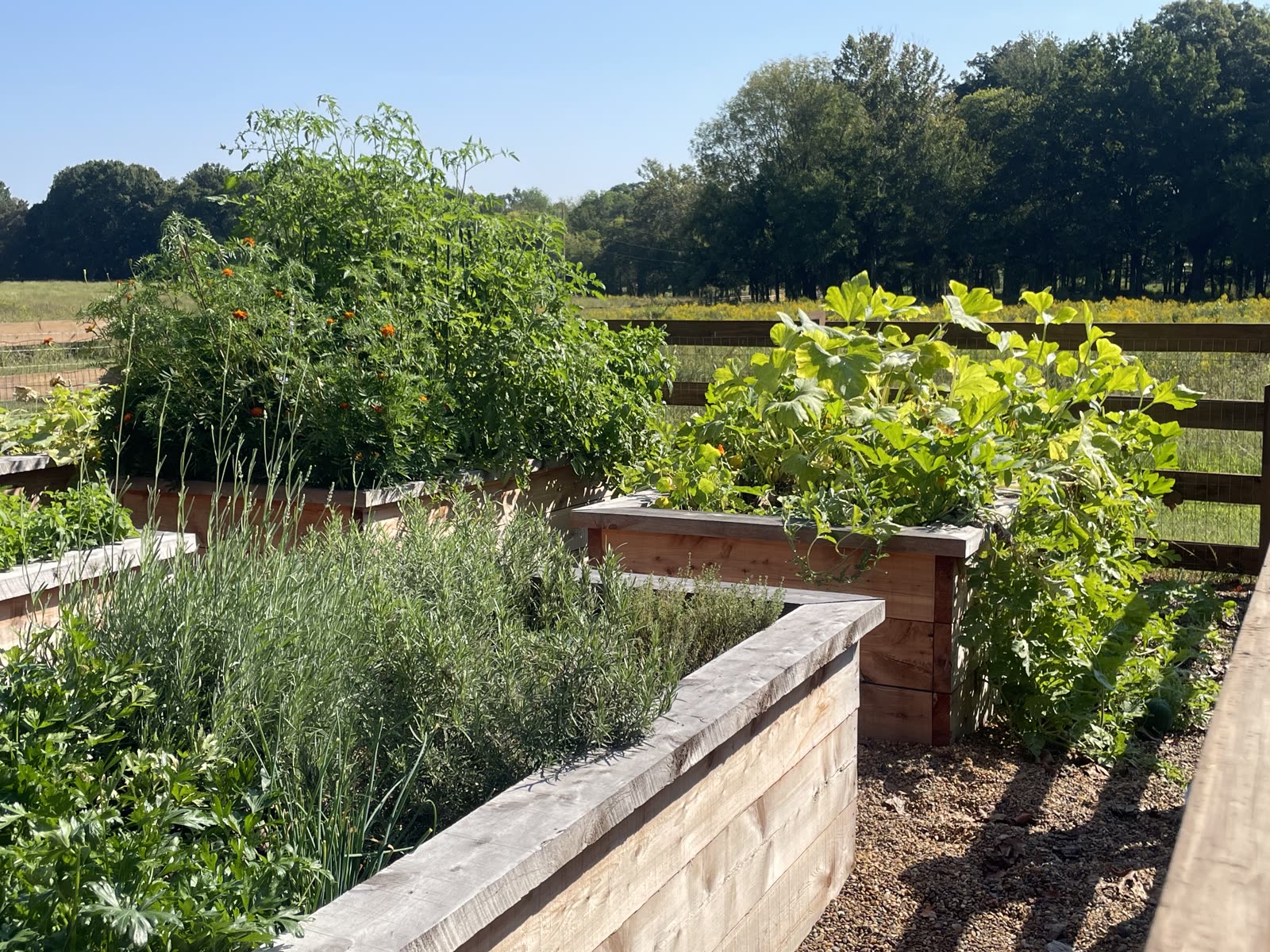 Abundant vegetables, herbs, and flowers growing in Avodah cedar raised beds