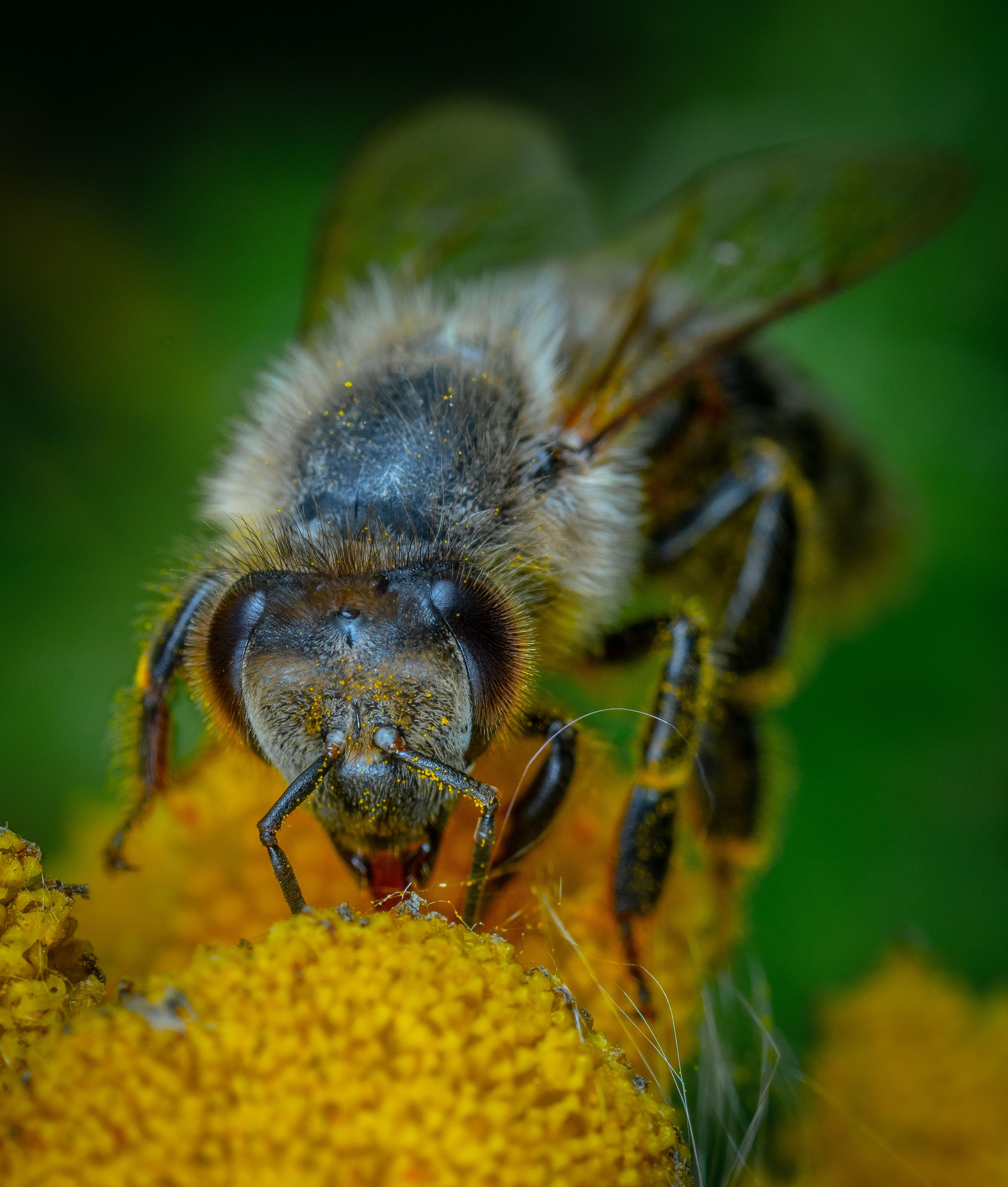A pollen-dusted bee feeding at the center of a yellow flower
