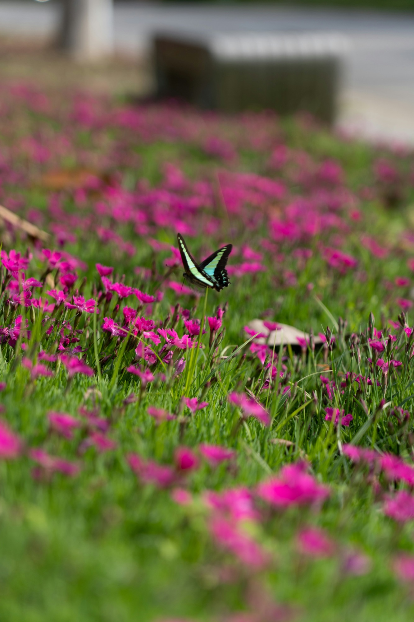 A green and blue butterfly hovering over a meadow of pink wildflowers