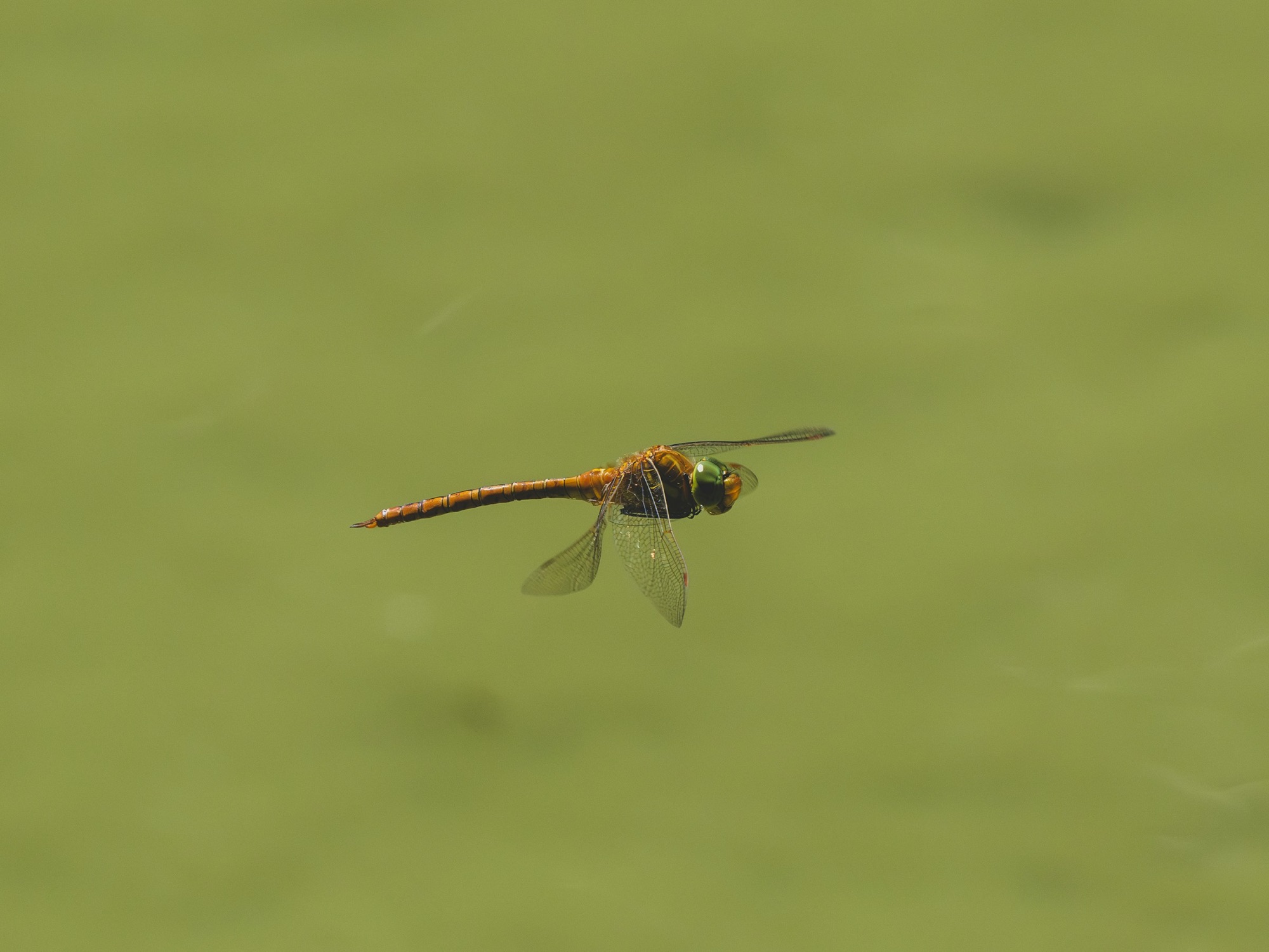 An orange dragonfly suspended in flight above green water