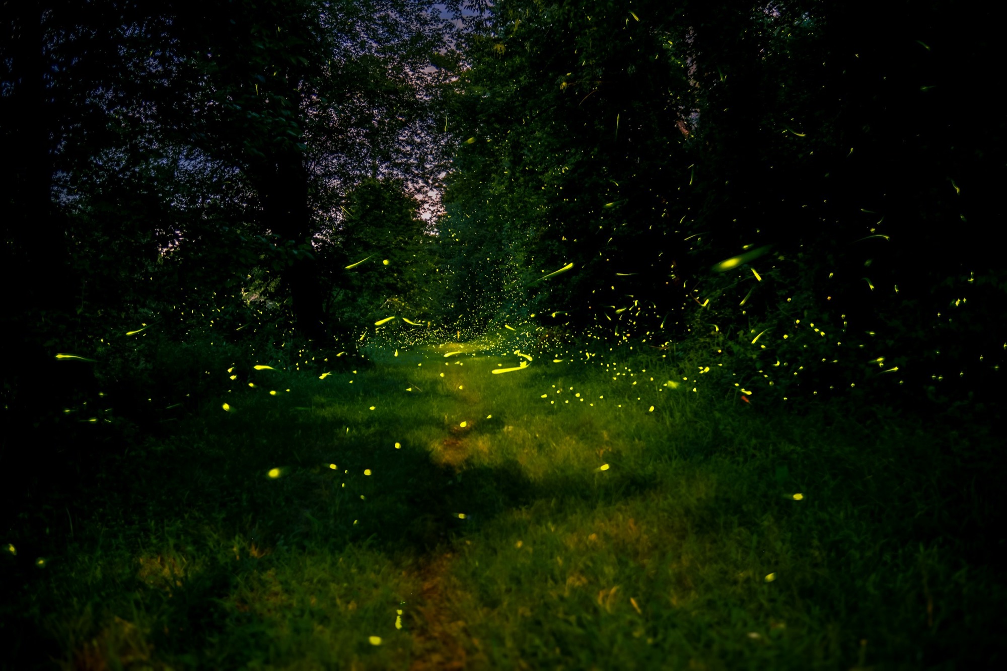 Fireflies glowing along a woodland path at night