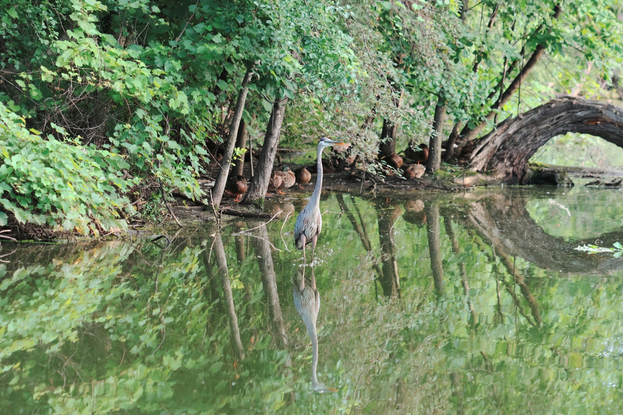 A great blue heron standing quietly in a shaded woodland pond
