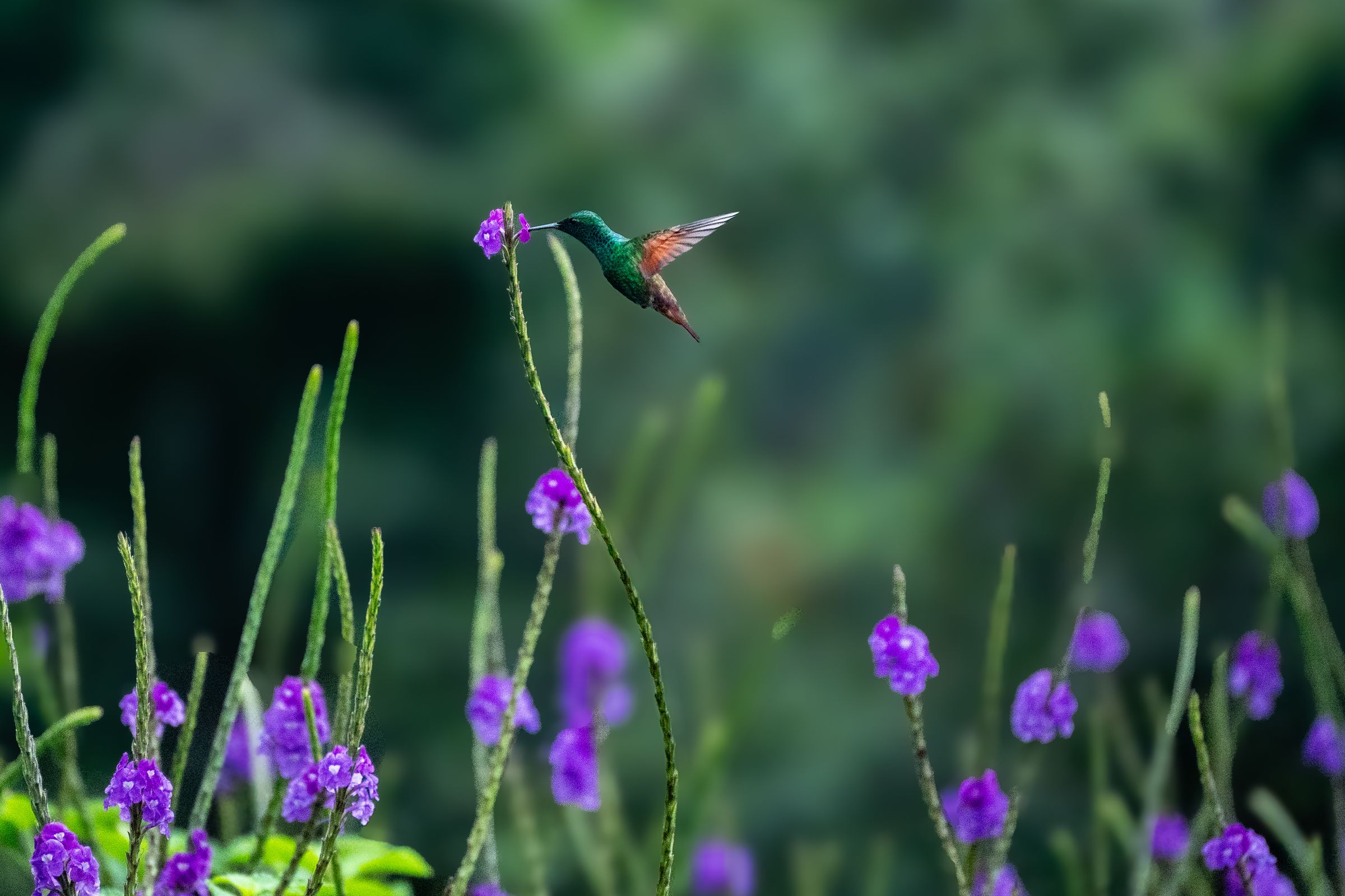 A green hummingbird hovering in flight at a purple verbena flower
