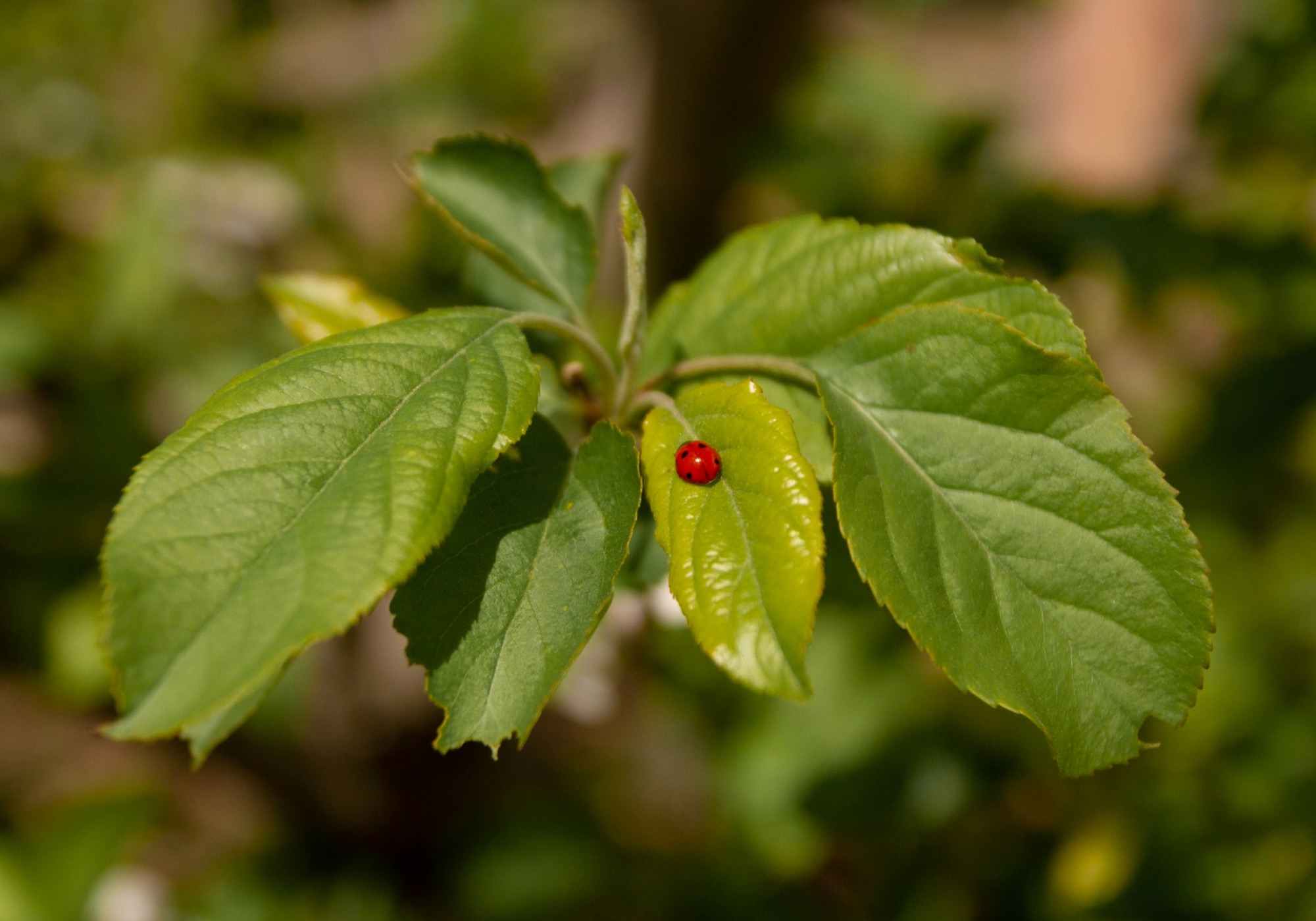A red ladybug resting on the bright new leaf of a fruit tree