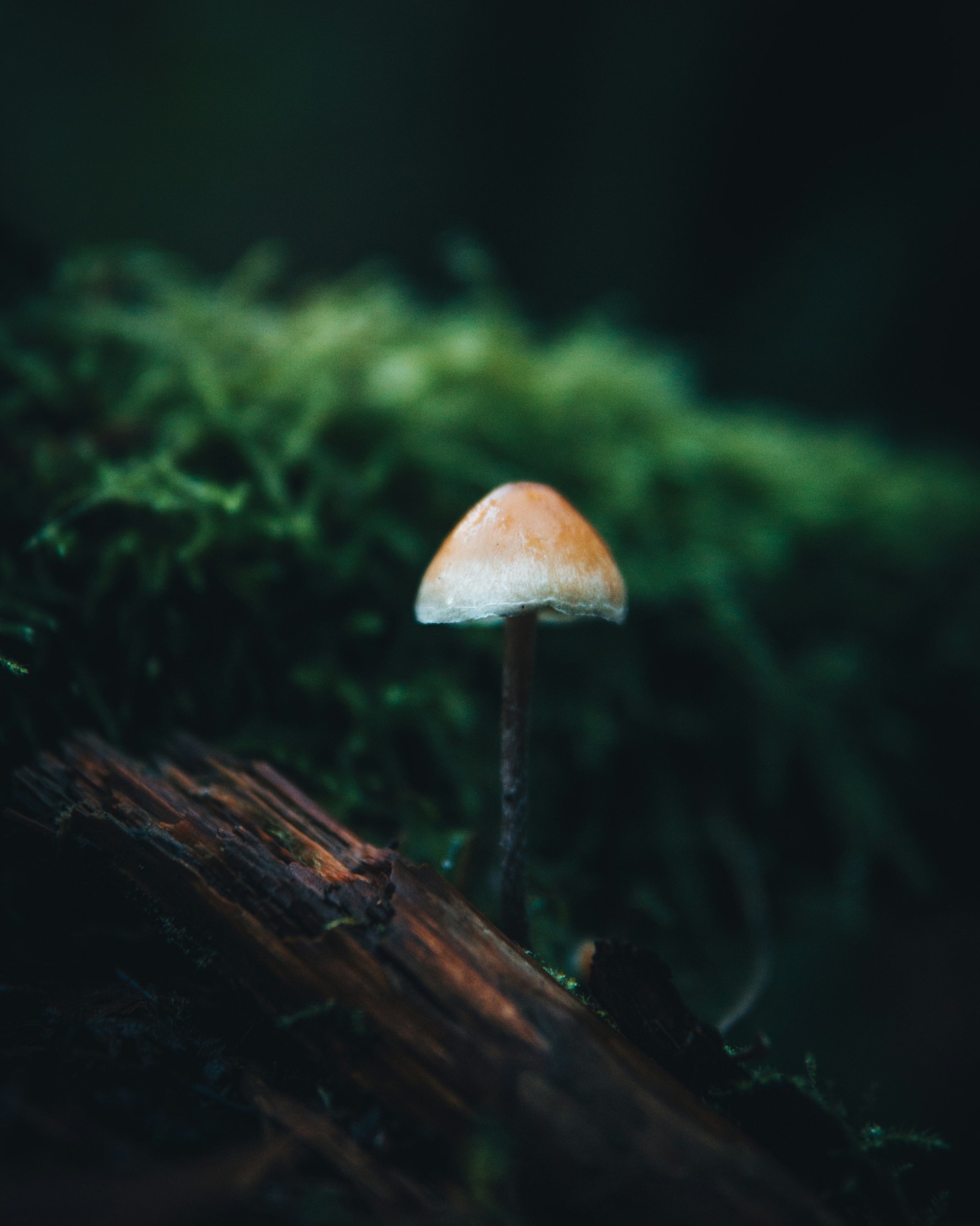 A small mushroom rising from deep green moss on the forest floor