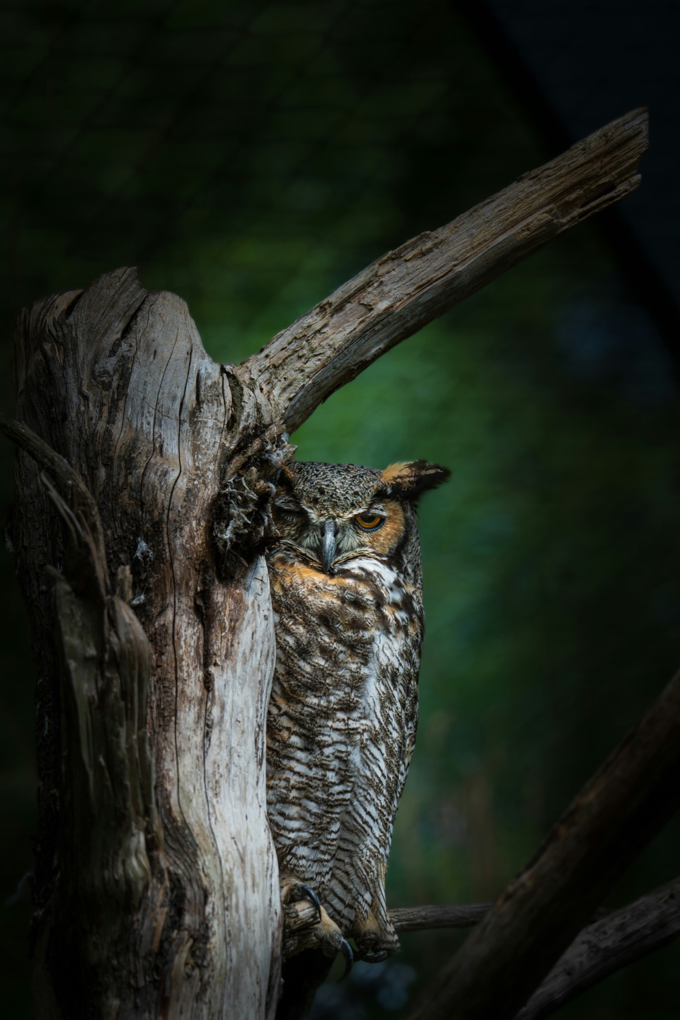 A great horned owl resting against a weathered tree in the woods