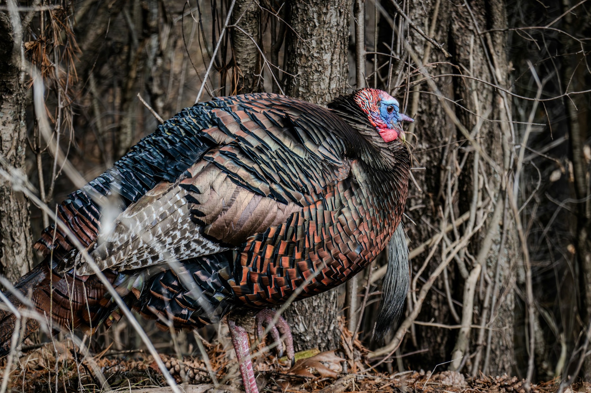 A wild turkey standing among the trees of a woodland habitat