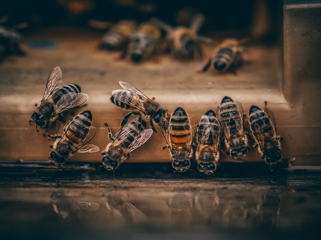 Detailed close-up of honey bees clustered on a wooden surface, highlighting insect behavior.