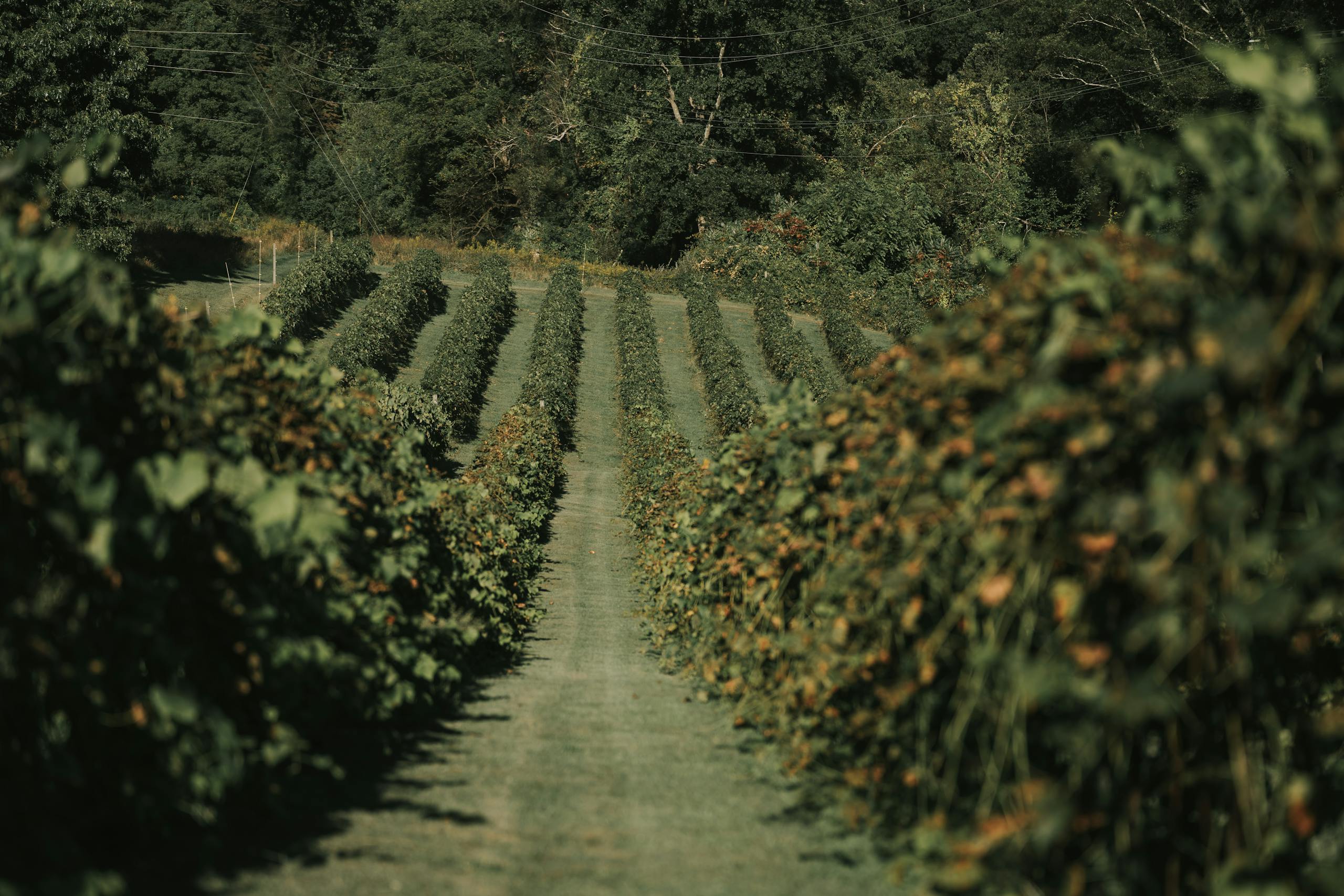 A serene view of vineyard rows under a canopy of green foliage, captured in late summer.