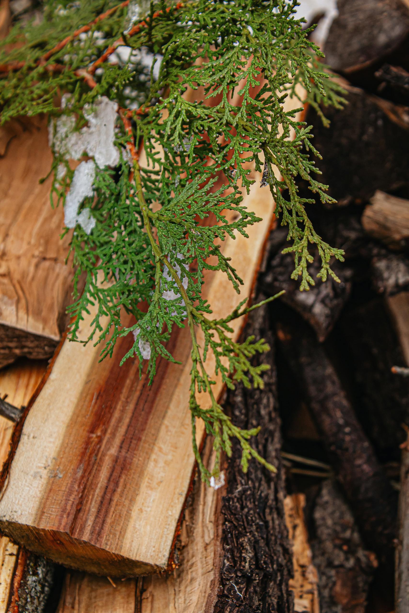 Close-up of snow-covered cedar branches resting on freshly cut wood, highlighting winter's contrast.