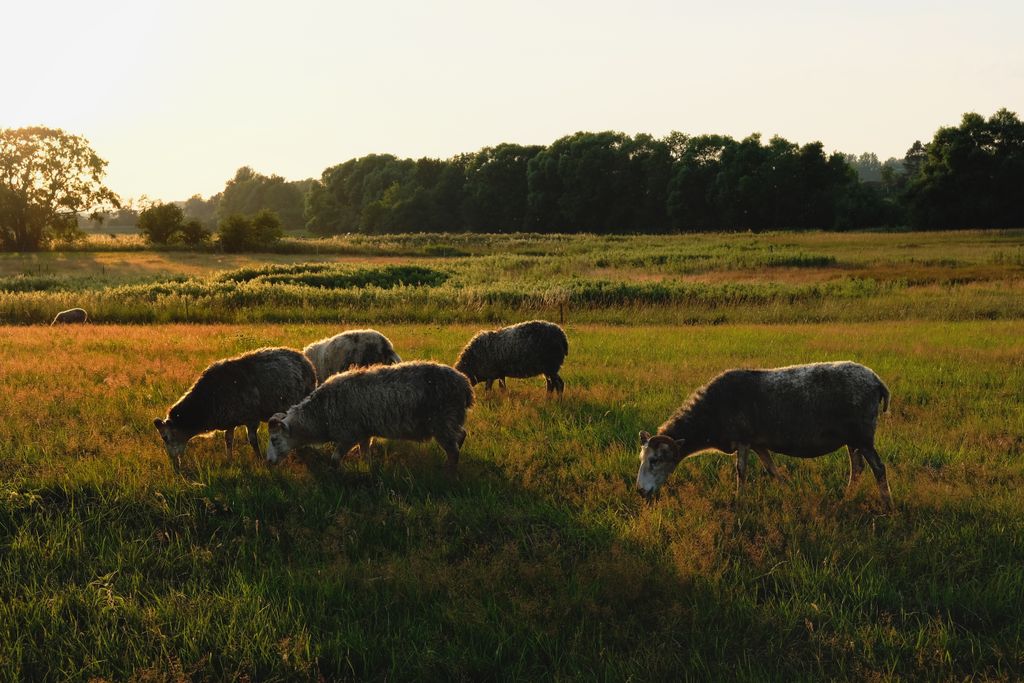 A serene scene of sheep grazing in a sunlit pasture during sunset, embodying rural tranquility.
